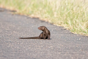 https://naturebykarin.co.za/wp-content/uploads/2024/01/Dwarf-Mongoose-1.jpg