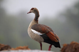 Egyptian Goose