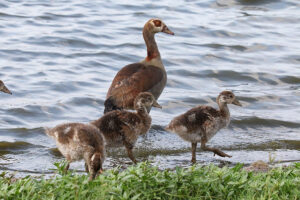 Egyptian Goose