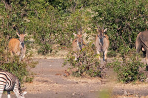 Eland