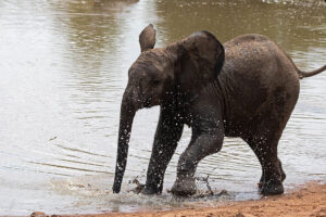 Elephant