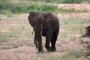 Elephant