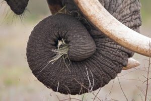 Elephant Trunk