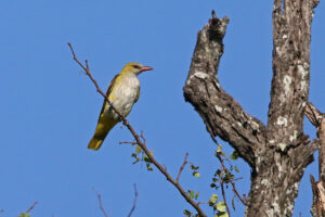 Eurasian Oriole