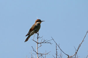 European Bee eater