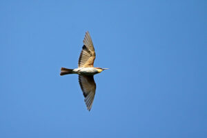 European Flycatcher