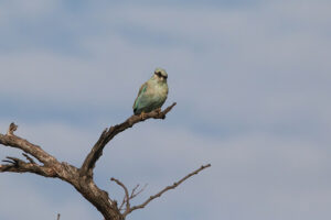 European Roller