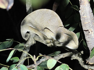 Flap Necked Chameleon