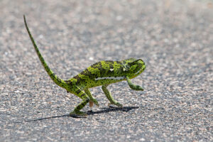 Flap Necked Chameleon