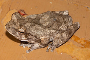 Foam Nest Frog