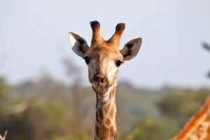 Giraffe