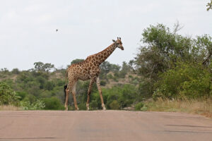 Giraffe