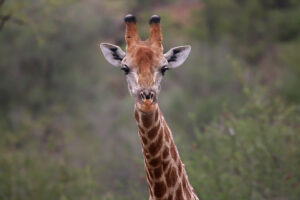 Giraffe