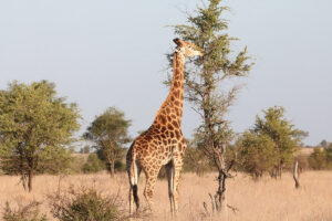 Giraffe