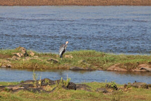 Goliath Heron