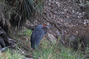 Goliath Heron