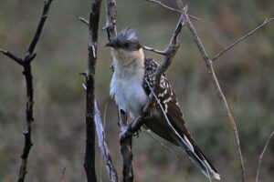 Great Spotted Cuckoo
