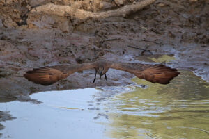 Hamerkop