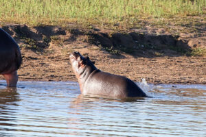 Hippo