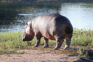 Hippo