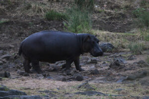 Hippo