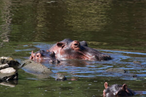 Hippo