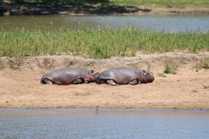 Hippos