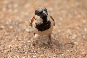 House Sparrow