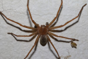 Huntsman Spider