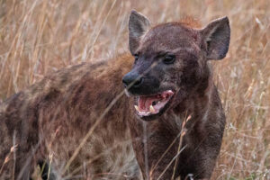 Hyena