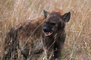 Hyena