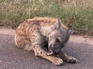 Hyena