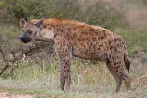 Hyena