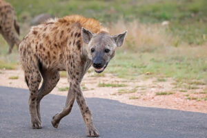 Hyena