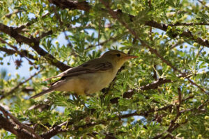 Icterine Warbler