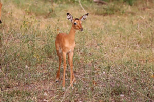 Impala