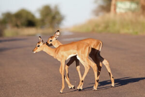 Impala