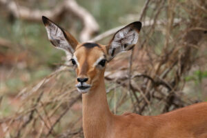 Impala