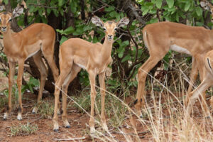 Impala