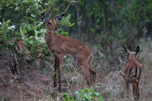 Impala