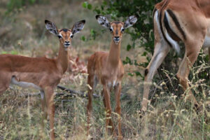 Impala