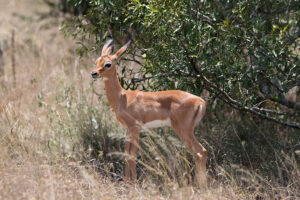 Impala