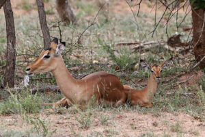 Impala