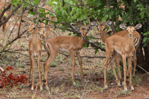 Impala