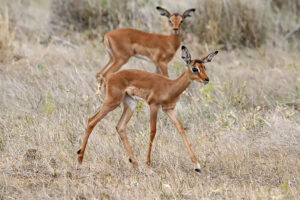 Impalas