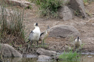 Knob Billed Ducks