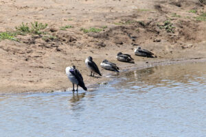 Knob billed Duck