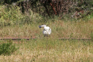 Knob billed Duck