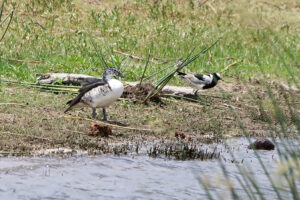 Knob billed Duck