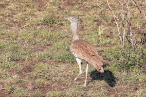 Kori Bustard